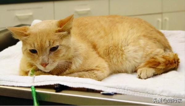 鏟屎官給我喂貓糧，患上尿結石她也不知道！吃貓糧要注意補水