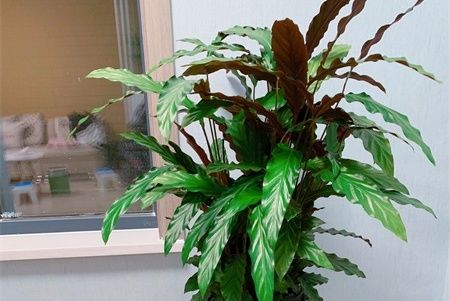 客廳養花，不如養盆花中精品——紫背竹芋