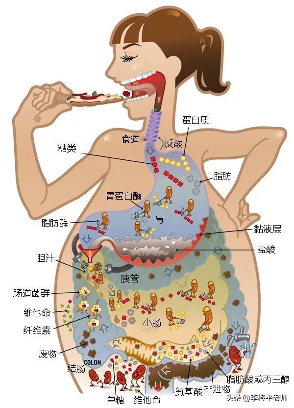 為什麼生物拉出來的排洩物都是臭的？這個問題並不簡單