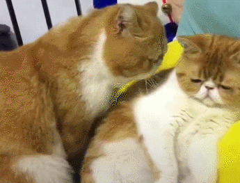 這幾種貓很“可怕”，一般不建議飼養，你家貓在其中嗎