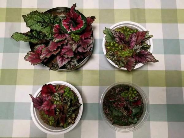 這5種葉子,現在可扦插,生根快成活率高,30天收穫滿滿一陽臺 這5種葉子,現在可扦插,生根快成活率高,30天收穫滿滿一陽臺