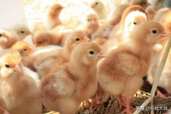 “生命的意義是什麼”?從出生到被殺只有42天,是一隻肉雞的使命 “生命的意義是什麼”?從出生到被殺只有42天,是一隻肉雞的使命