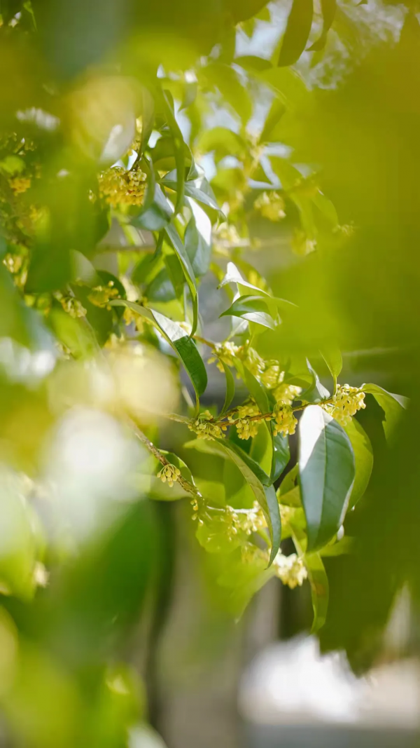 一葉知秋,烏鎮秋天的第一波美圖,誰看誰心動 | 烏鎮•美圖 一葉知秋,烏鎮秋天的第一波美圖,誰看誰心動 | 烏鎮•美圖