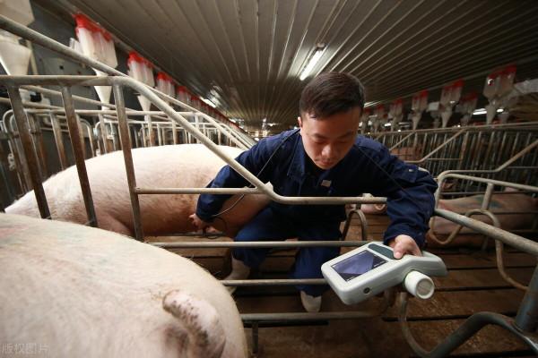B超除了查母豬懷孕，還有更多的功能待被解鎖