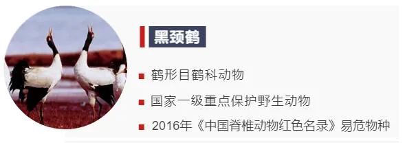 和大熊貓、金絲猴相比,這些我國特有的野生動物卻鮮為人知 和大熊貓、金絲猴相比,這些我國特有的野生動物卻鮮為人知