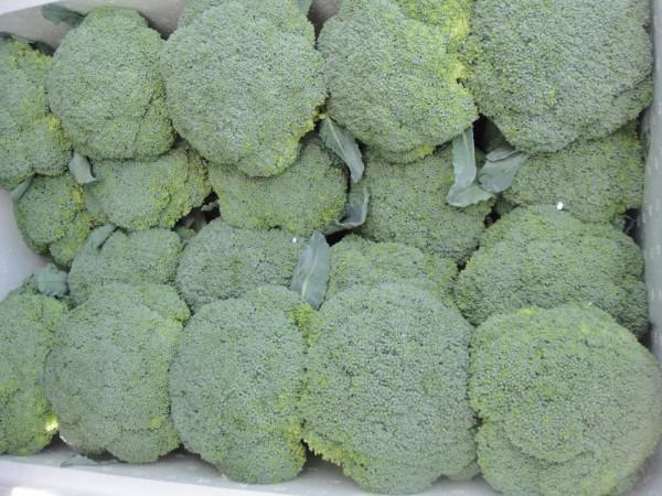 夏收西藍花,如何採收、保鮮? 夏收西藍花,如何採收、保鮮?