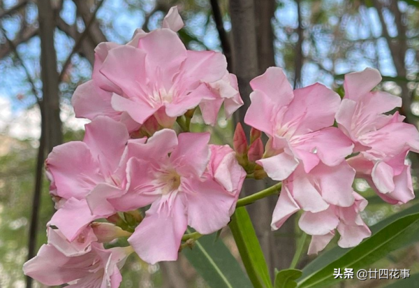 懂花的人,客廳不養“6類花草”,容易被笑話,家裡有的快處理 懂花的人,客廳不養“6類花草”,容易被笑話,家裡有的快處理