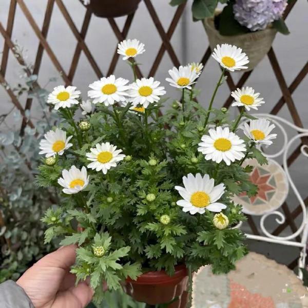 12種對應的“生日花”，根據你的出生月，能找到屬於自己的幸運花