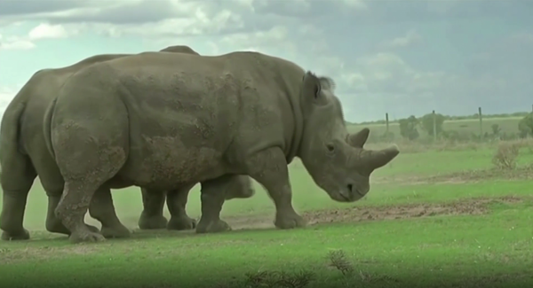 轉發：世界僅存的兩頭北白犀之一退出人工繁育計劃