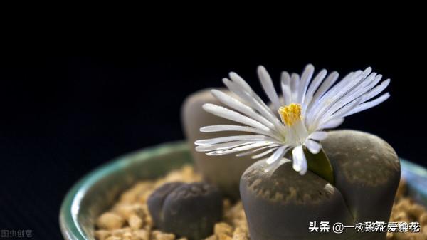 多肉常見問題：化水、黑腐、病蟲害，大家發圖，我來診斷和治療