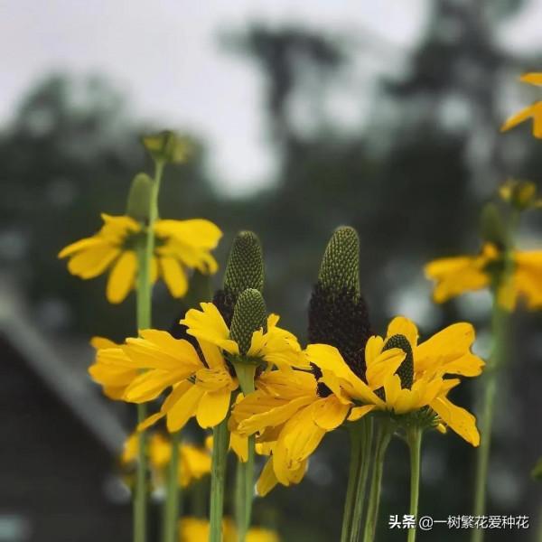 25種觀賞草,觀葉、賞花、好養、皮實,是花園最不可缺少的美景 25種觀賞草,觀葉、賞花、好養、皮實,是花園最不可缺少的美景