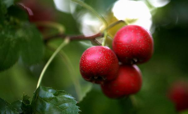 研究發現：這種&OpenCurlyDoubleQuote;小零食&rdquo;或是血管&OpenCurlyDoubleQuote;清理劑&rdquo;，常吃，預防血栓