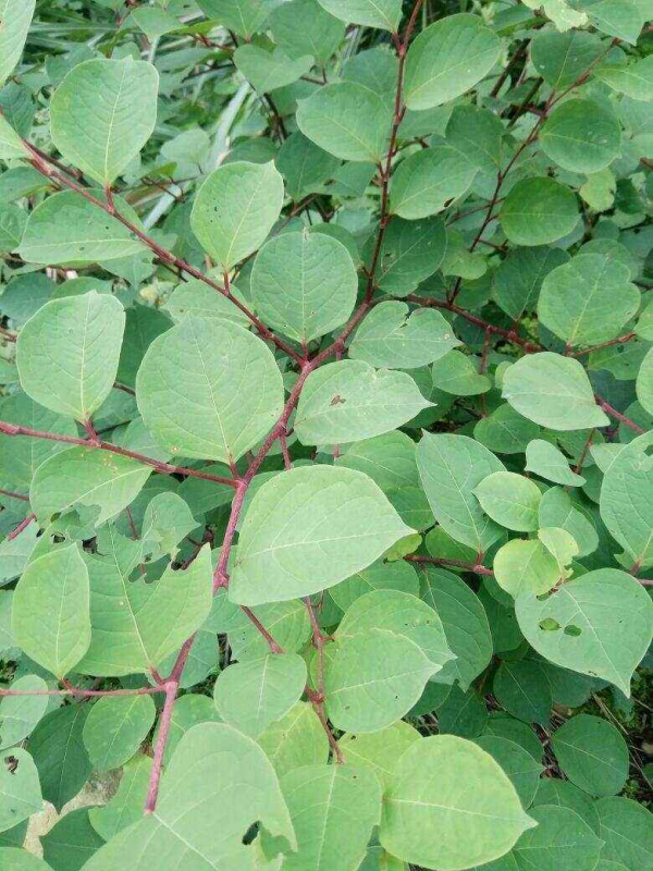 10種帶&OpenCurlyDoubleQuote;虎&rdquo;的花，虎年虎虎生風，認識的人真不多