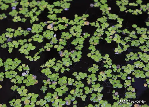 雨後初晴,蘇軾即興吟誦了兩首佳作,寫景如畫,妙語連珠 雨後初晴,蘇軾即興吟誦了兩首佳作,寫景如畫,妙語連珠