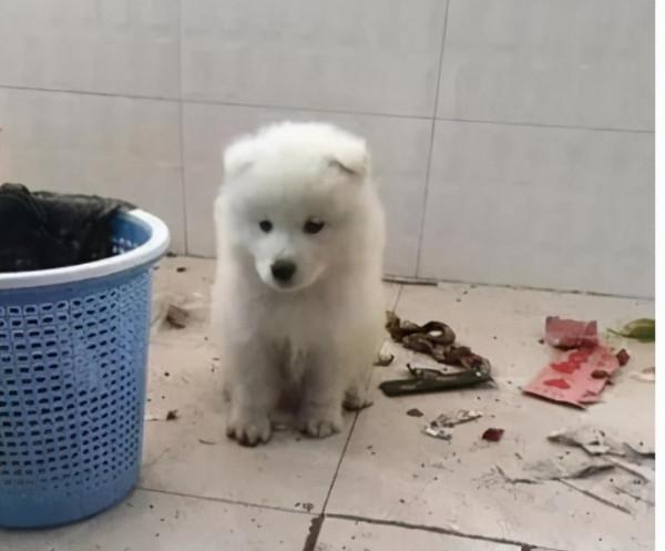 盤點熱門犬種：什麼狗狗更適合你呢？