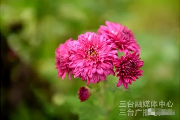 圖說梓州：秋日，菊花美