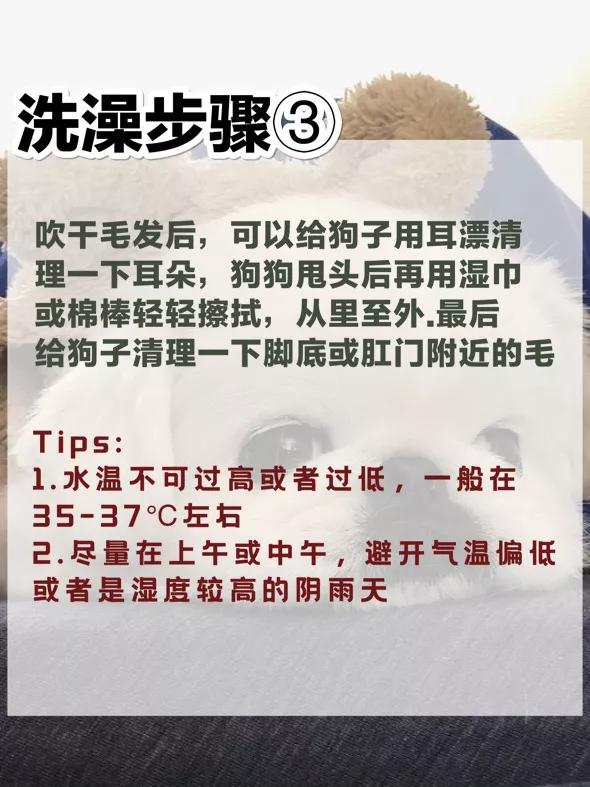 狗狗洗澡三步曲~詳細洗澡步驟
