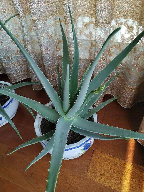 6種“女人花”能吃又好聞，採花泡茶養容顏，女人養花，花養美女