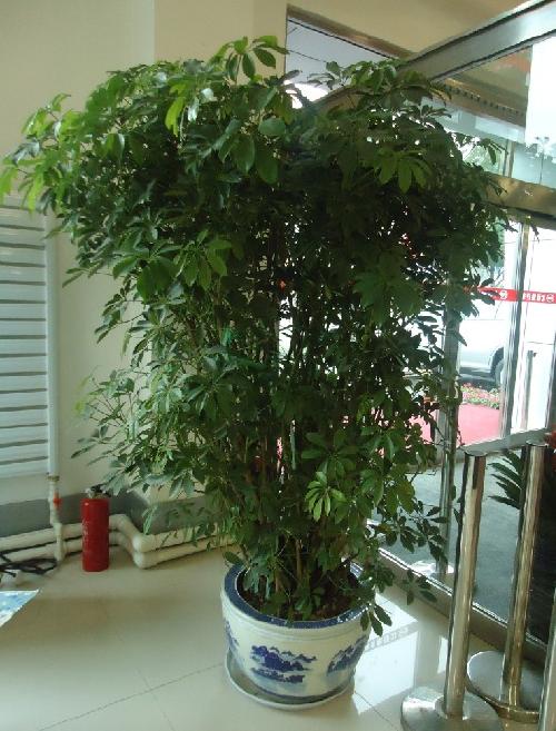 6種健康花,家裡養一盆,格調高壽命長,乾淨,健康,運氣好 6種健康花,家裡養一盆,格調高壽命長,乾淨,健康,運氣好