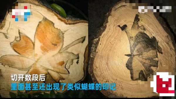 100億?越南木匠鋸“鱷魚樹”驚現蘭花印!如何形成?為何這麼貴 100億?越南木匠鋸“鱷魚樹”驚現蘭花印!如何形成?為何這麼貴