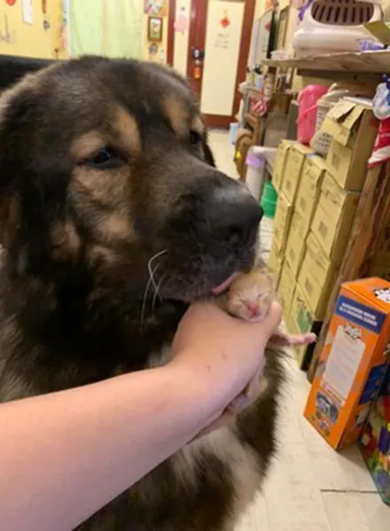 小奶貓半夜一叫,高加索犬立馬跑去照顧它,主人感動:怎麼這麼暖 小奶貓半夜一叫,高加索犬立馬跑去照顧它,主人感動:怎麼這麼暖