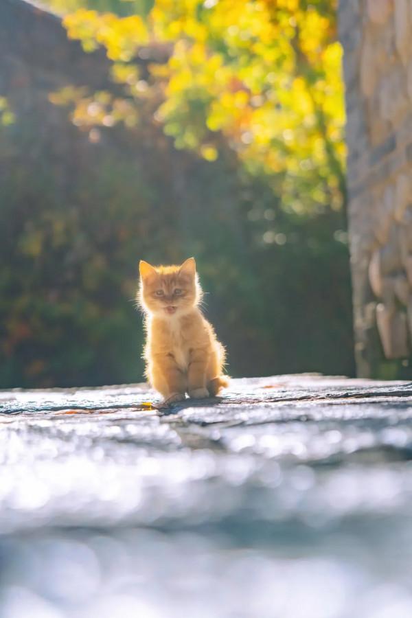 古北水鎮十月金秋裡,每一隻橘貓都那麼好看 古北水鎮十月金秋裡,每一隻橘貓都那麼好看