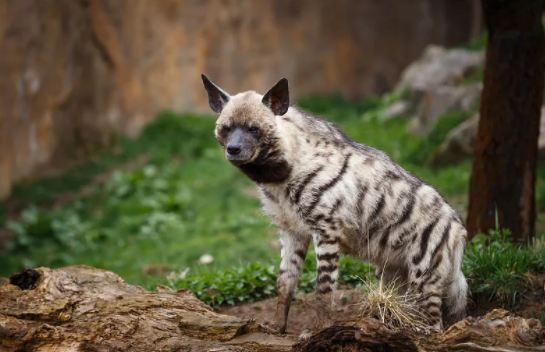 鬣狗愛乾淨?事實上關於鬣狗的這些傳聞都不真實,它們也不是犬科 鬣狗愛乾淨?事實上關於鬣狗的這些傳聞都不真實,它們也不是犬科