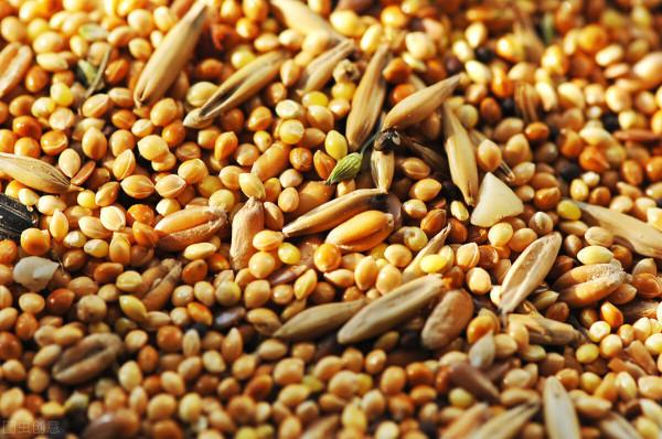 有人到農村收購花椒籽幹什麼？8方面用途，可讓花椒籽變廢為寶