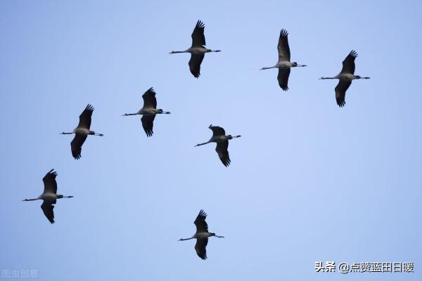 唐朝“詩聖”杜甫的《登高》譯文欣賞