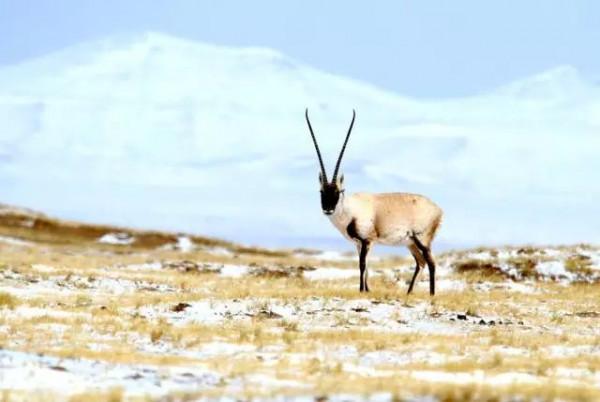 可可西里，到底是怎樣一個地方