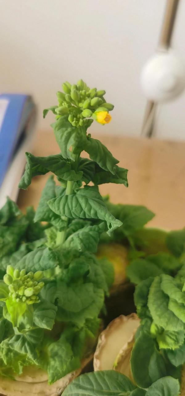 做飯的白菜根秒變免費盆景