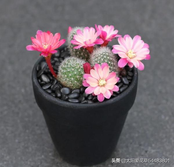 多肉奔龍怎麼養?掌握4點,株型肥美,開花美美噠 多肉奔龍怎麼養?掌握4點,株型肥美,開花美美噠