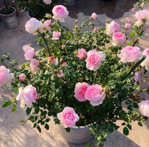 “24種”適合冬天種植的花草,現在種,來年春天花開滿園 “24種”適合冬天種植的花草,現在種,來年春天花開滿園