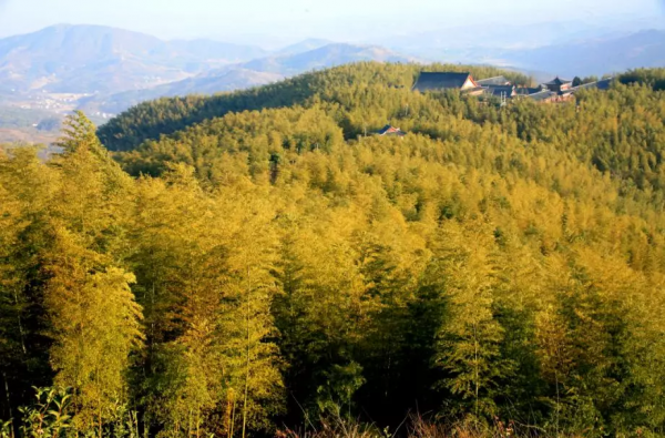 歡度中秋｜品茶、登高、撩秋，莫負西九華山好秋色