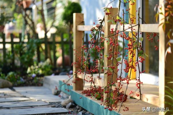 鳥兒們過冬必備 - 紅透整個冬日的迷你山楂果 |園丁