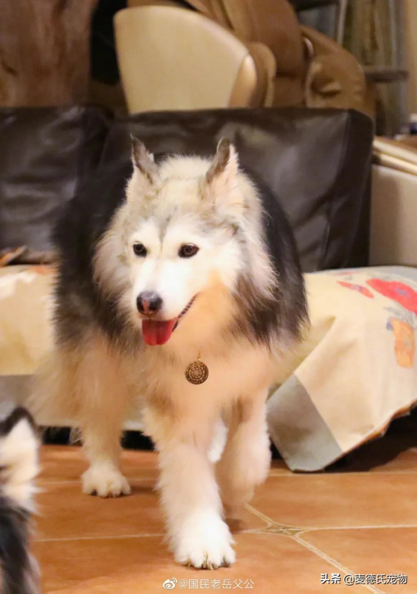 全網最可愛的撕家小公主走了...無數網友悼念:謝謝你治癒過我 全網最可愛的撕家小公主走了...無數網友悼念:謝謝你治癒過我