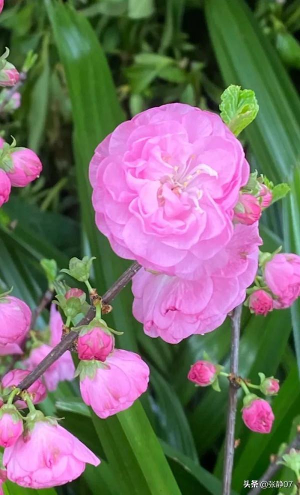 正月裡賞花過大年 正月裡賞花過大年