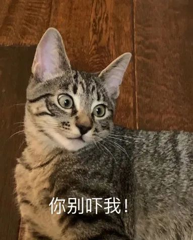 對人類幼崽佛系淡定的老母親，為什麼卻會被貓咪激發焦慮體質？