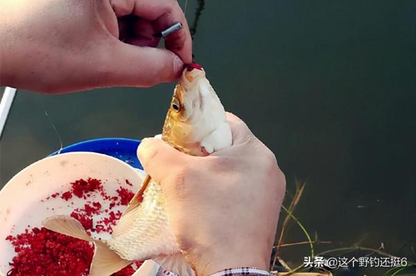 相鄰的兩個釣位，你總比隔壁釣得少，3個方面讓你明白問題出在哪