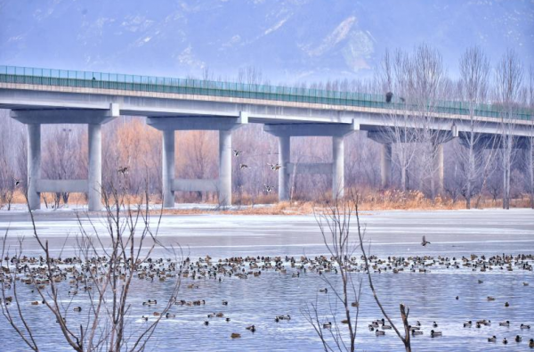 三九不覺寒，暖陽野鴨伴！海陀山下千隻野鴨“做客”媯水河