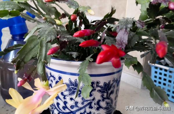 養蟹爪蘭有“三不放”,遠離這些位置,否則容易枯黃不開花 養蟹爪蘭有“三不放”,遠離這些位置,否則容易枯黃不開花