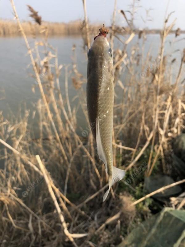 2022垂釣日誌之1，成子湖支流這河魚怎麼這麼瘋