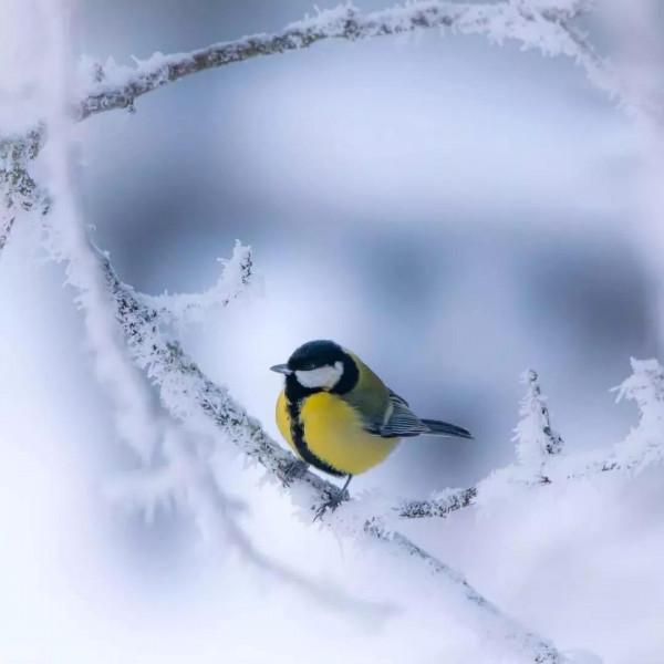 大雪中的鳥，太美了
