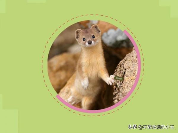 神奇物種——香鼬