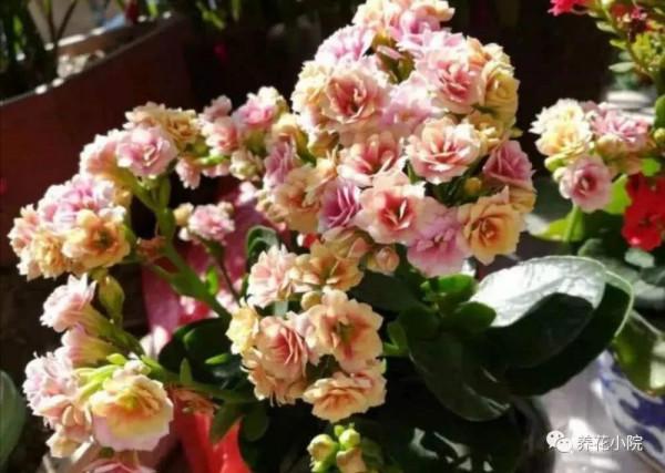 十二月生每個月對應的十二種生日花