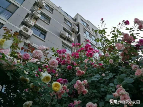 這樣的小院就是我夢想中的花園