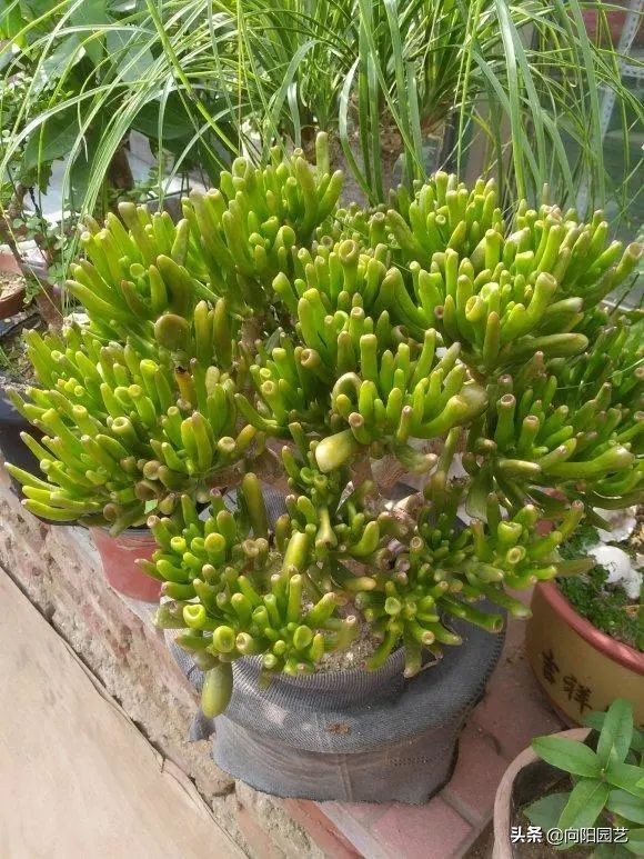 吸財樹，玉樹，動手剪剪枝，株型更美，價格翻倍，一盆值1000