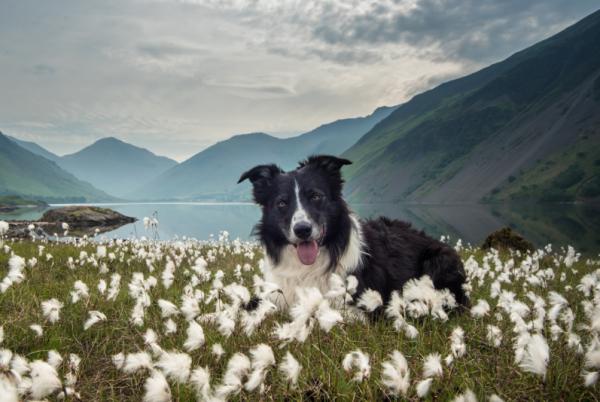 狗狗脫毛排行榜：脫毛多的4種狗和脫毛少的4種狗