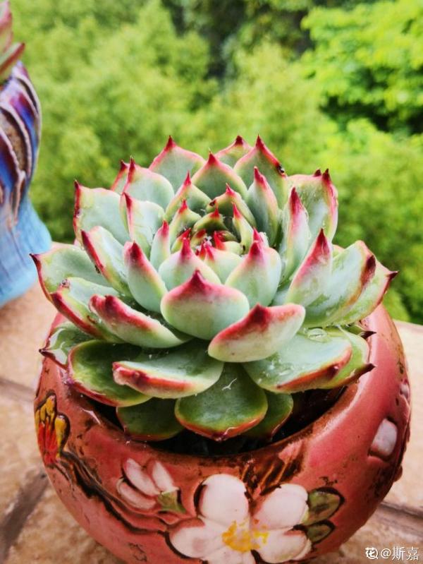 多肉“攤大餅”，解決這3點，葉片挺拔還肥大