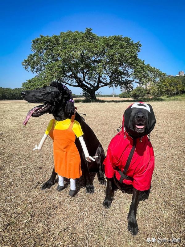 狗狗也要過萬聖節！寵物狗化身為《魷魚遊戲》中的木頭人鬼娃